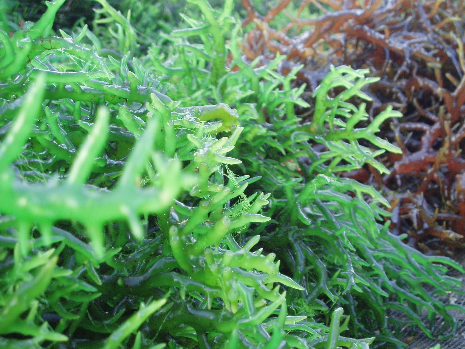 Nguồn gốc tảo biển Nhật Bản