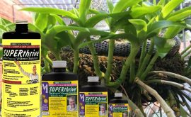 hướng dẫn sử dụng superthrive cho hoa lan
