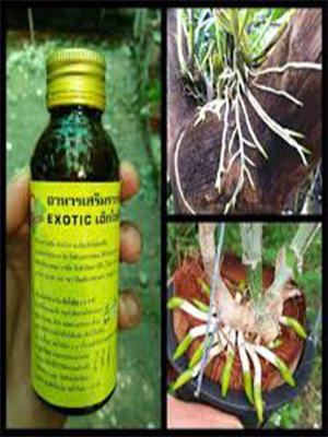 exotic kích rễ cho lan