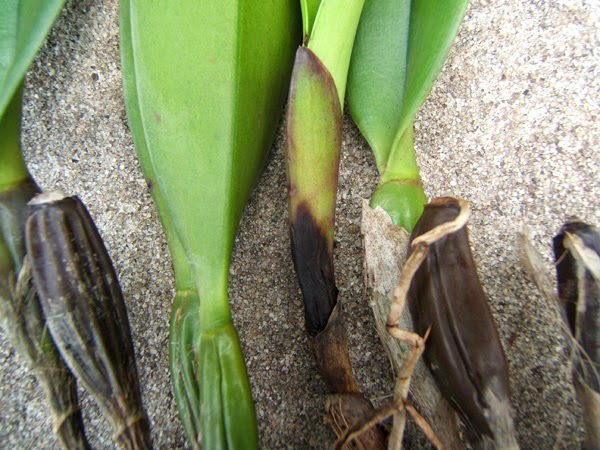 bệnh thối rễ và gốc thường gặp ở hoa phong lan