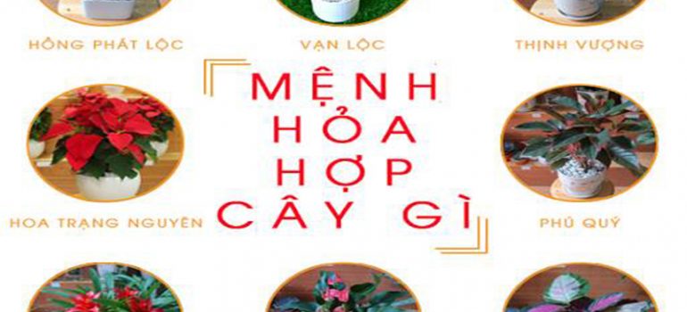 cây phong thủy hợp người mệnh hỏa